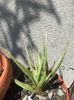 Agave filifera compacta