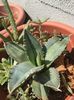 Agave Titanoa  blue