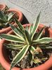 Agave schidigera shira ito no ohi