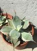 Agave potatorum  blue wind