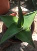 Agave chazaroi