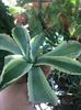 Agave potatorum kissho Khan marginata cream