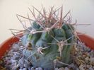 Gymnocalycium castellanosii
