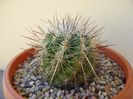 Thelocactus lausseri