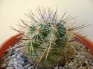 Thelocactus lausseri