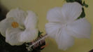 San Remo + Dainty White