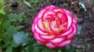 Mauritius floare