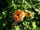 Soleil dOr 02.06.2017