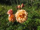 Barock 2