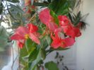 "Semperflorens"