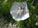 hibiscus syr. China Chiffon