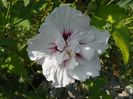 hibiscus syr. China Chiffon
