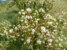 heptacodium miconioides