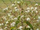 heptacodium miconioides