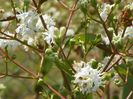 heptacodium miconioides