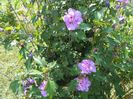 hibiscus syr. Ardens