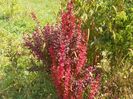 berberis Orange Rocket