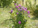 hibiscus syr. Duc de Brabant