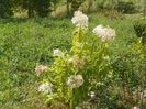 hydrangea pan. Phantom
