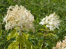 hydrangea pan. Phantom