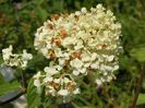 hydrangea pan. Polar Bear