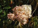hydrangea pan. Vanille Fraise