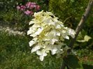 hydrangea pan. Fraise Melba