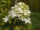 hydrangea pan. Fraise Melba