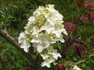 hydrangea pan. Fraise Melba