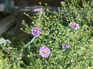 aster inalt