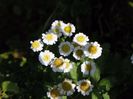 tanacetum parthenium