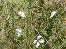 clematis Alba Luxurians
