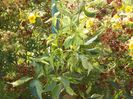 parthenocissus quinq. Star Showers