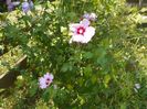 hibiscus syriacus