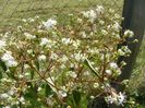 heptacodium miconioides