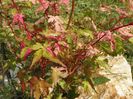 acer palmatum Asahi Zuru