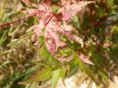 acer palmatum Asahi Zuru