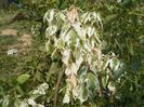 acer negundo Flamingo