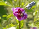 hibiscus syriacus