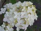 hydrangea pan. Fraise Melba