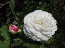 Boule de Neige