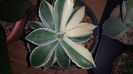 Agave Kichjiokan Sectoral Variegated 300