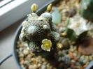 Blossfeldia liliputana