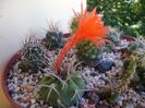 Matucana madisoniorum