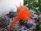 Matucana madisoniorum
