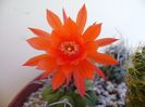 Matucana madisoniorum