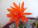 Matucana madisoniorum