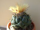 Coryphantha calipensis