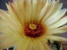 Coryphantha calipensis