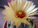 Coryphantha calipensis
